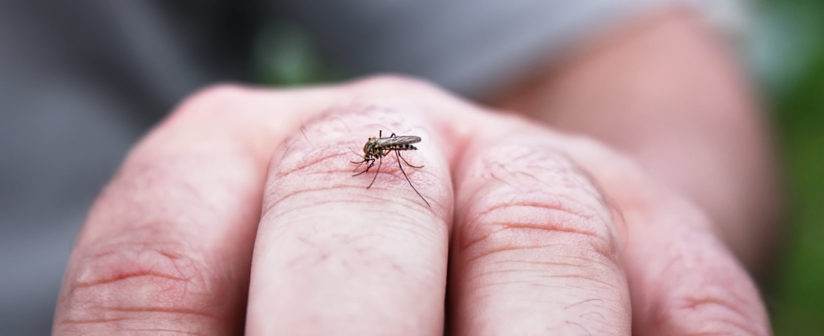 13 HOME REMEDIES FOR MOSQUITO BITES